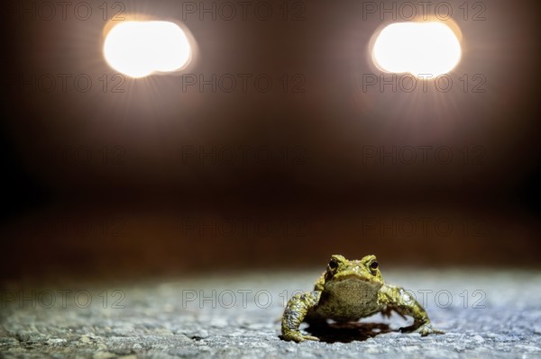 Common toad (Bufo Bufo) looking into the camera during the toad migration at night in the