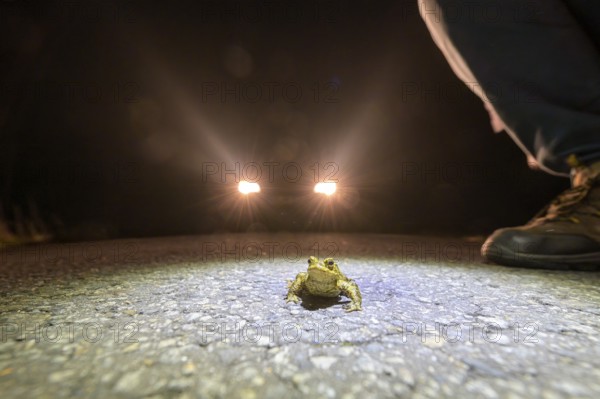 Common toad (Bufo Bufo) and shoes of a toad helper on a road at night, illuminated by car