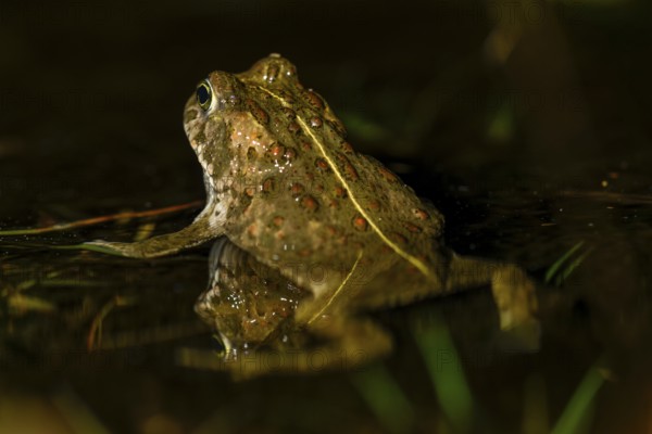 A natterjack toad (Bufo calamita) is reflected on the water surface in its spawning water with its