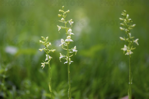 Delicate white green forest hyacinths (Platanthera chloranta) grow out of a lush green grass and