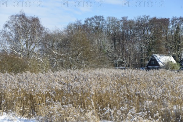 Snowy house with reeds and wintry forest in the background, snowy landscape with Lembruch hut,