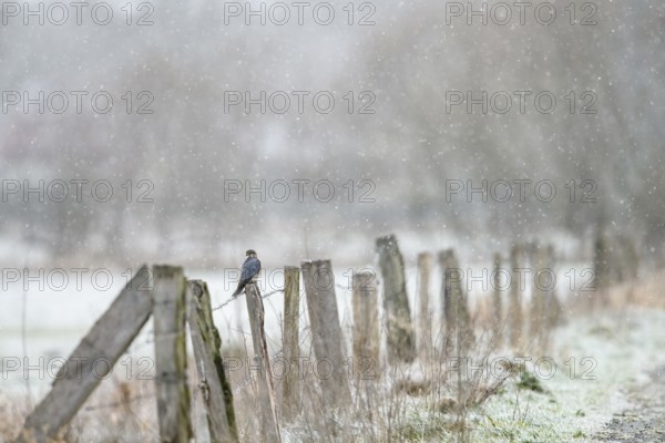 A Merlin (Falco columbarius) sitting on a snow-covered fence in a cold winter landscape, Dümmer