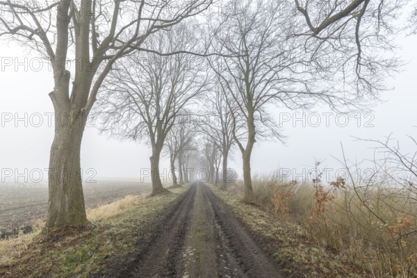 Foggy alley in winter with bare trees and a muddy path leading through the countryside, Hüde,