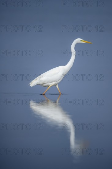 White egret (Egretta alba) wading through still blue water, its majestic reflection clearly