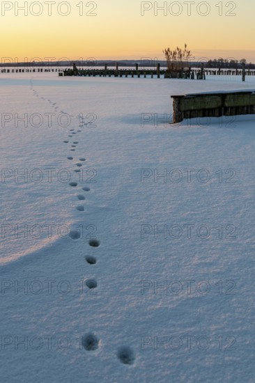 Paw tracks lead across a blanket of snow on frozen Dümmer Lake at sunset, tracks in snow lead to a