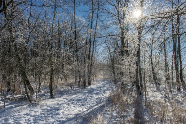 Snowy forest trail on hiking car park with sunlit, icy branches and footprints in the snow, Hüde,