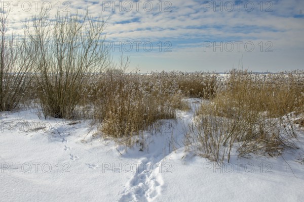 Snowy trail leads through reeds, clouds in blue sky, snowy landscape with footprints and bushes