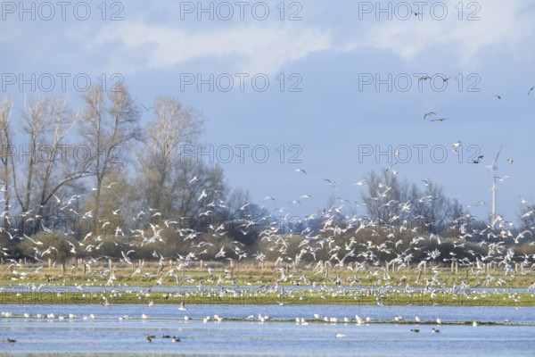 Flock of birds rising into the sky over an irrigated landscape, Dümmer nature park Park,