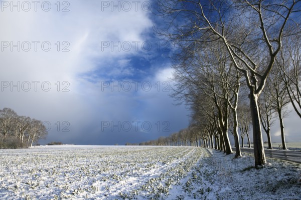 Winter landscape with snow and trees under a partly cloudy sky, Dümmerlohausen, Dümmer nature park