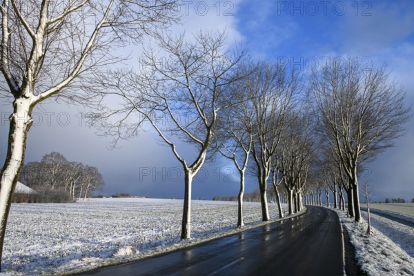 Snowy avenue along a country road under blue sky, Dümmerlohausen, Dümmer nature park Park, Lower