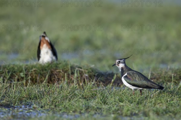 Two lapwings (Vanellus vanellus) during courtship on a green meadow, one in the foreground and one