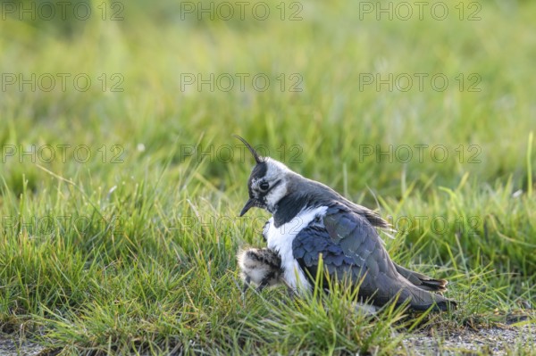 A lapwing (Vanellus vanellus) protects its chick in downy plumage in the tall grass of a wet