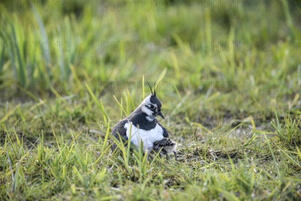 Lapwing (Vanellus vanellus) protects chick down young in the grass, care in nature, Dümmer nature