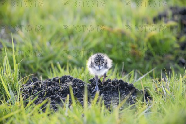 A lapwing chick (Vanellus vanellus) in down plumage in the tall grass runs curiously towards a