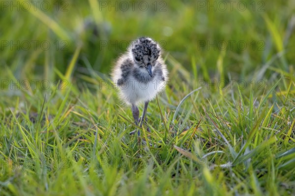 A lapwing chick (Vanellus vanellus) in down plumage in the tall grass runs curiously through a wet