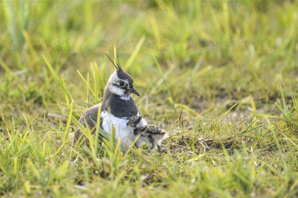 A lapwing (Vanellus vanellus) with its chick in down plumage in the tall grass of a wet meadow,