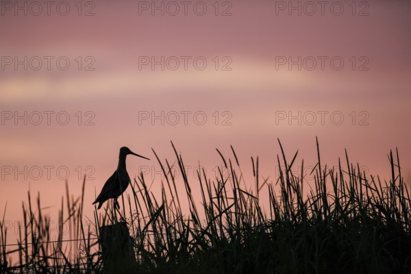 A black-tailed godwit (Limosa limosa) sitting on a post in tall grass against a pink sky at sunset,
