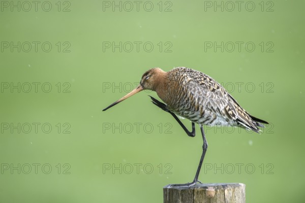 Black-tailed godwit (Limosa limosa) scratching itself, drops form a picturesque backdrop, Dümmer