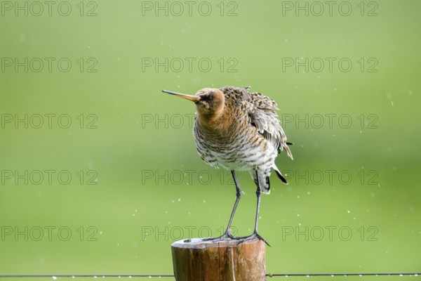 Black-tailed godwit (Limosa limosa) shakes on a pole in the rain, drops form a picturesque