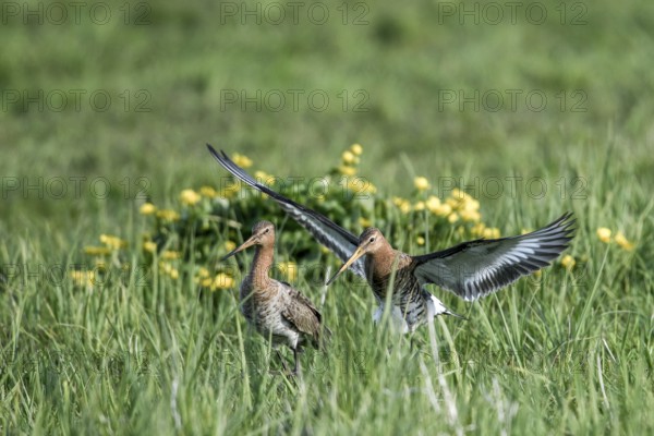 Two black-tailed godwits (Limosa limosa) in front of mating on a wet meadow, Dümmer nature park