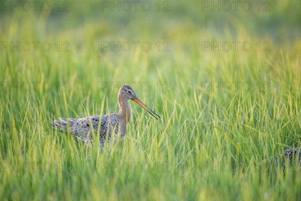 Bird in tall grass, perfectly camouflaged, spring-like nature