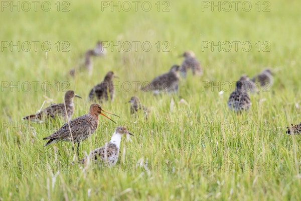 A black-tailed godwit (Limosa limosa) stands calling in a damp meadow amidst a flock of ruffs