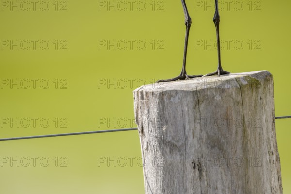 A black-tailed godwit (Limosa limosa) sits on a fence post, only the legs are visible against a