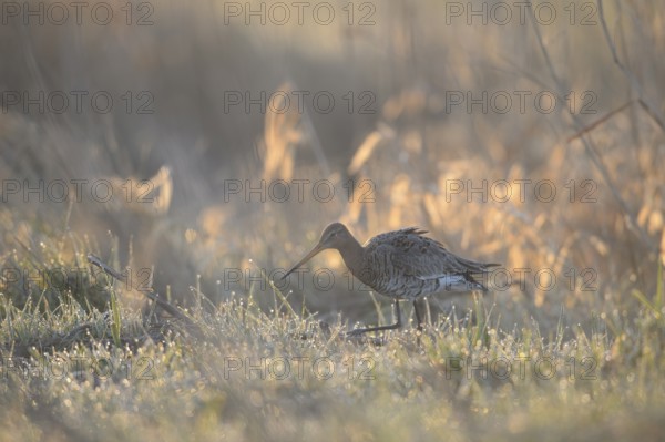 A black-tailed godwit (Limosa limosa) searches for food on a wet meadow in dusky light, Dümmer