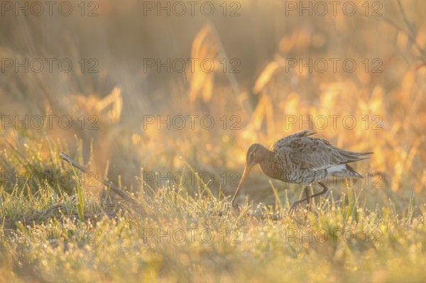 A black-tailed godwit (Limosa limosa) searches for food on a wet meadow in a dewy golden light,