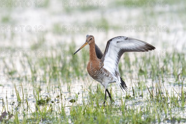 A black-tailed godwit (Limosa limosa) spreads its wings in a marshy landscape, Dümmer nature park