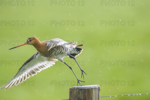 Black-tailed godwit (Limosa limosa) flies off a post in the rain, drops form a picturesque