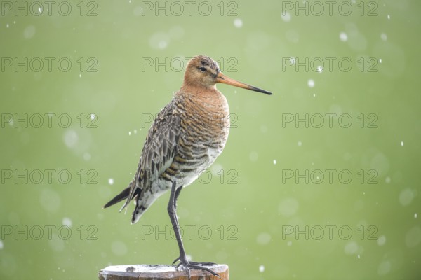 Black-tailed godwit (Limosa limosa) standing on a pole in the rain, drops form a picturesque