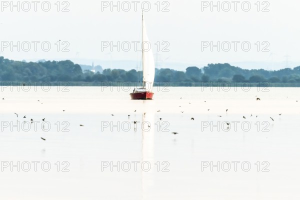 Lonely sailboat on quiet Dümmer Lake surrounded by birds, soft light and peaceful atmosphere,