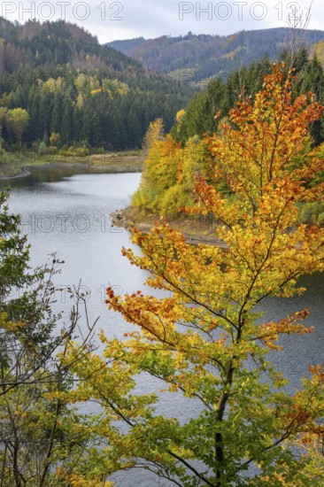 Autumn forest at Granestausee in the Harz Mountains, Granestausee, Goslar, Lower Saxony, Germany
