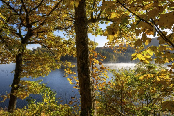 Autumn forest at Innerstestausee in the Harz Mountains, Innerstestausee, Goslar, Lower Saxony,