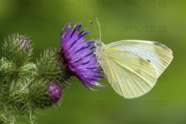 Small white (Pieris rapae), Blankenheim, North Rhine-Westphalia, Germany