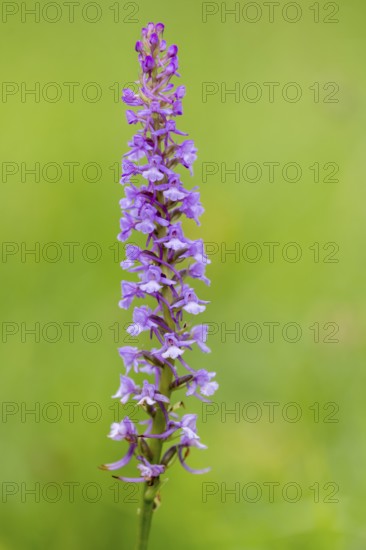 Gymnadenia conopsea, Bad Münstereifel, North Rhine-Westphalia, Germany