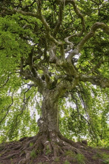 Süntel beech (Fagus sylvatica var. suentelensis), Blankenheim, North Rhine-Westphalia, Germany