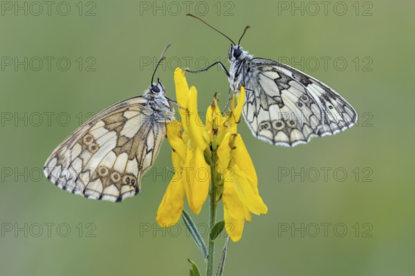Checkerspot butterfly (Melanargia galathea) on gorse (Genista tinctoria), Bad Münstereifel, North