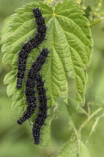 Peacock butterfly (Aglais io, syn.: Inachis io, Nymphalis io), caterpillar feeding on a nettle