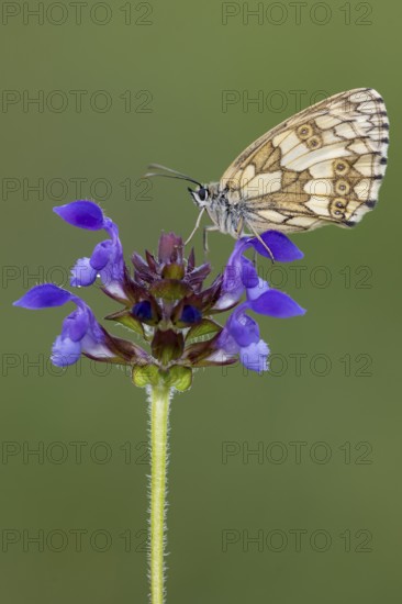 Checkerspot butterfly (Melanargia galathea) on Large Self-heal (Prunella grandiflora), Bad