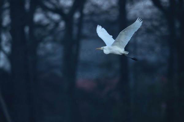 Great White Egret (Ardea alba, syn.: Casmerodius albus, Egretta alba), Dümmer, Lembruch, Lower