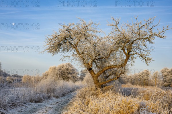Winter hoarfrost at Ahlhorn fish ponds, apple tree, Ahlhorn fish ponds, Ahlhorn, Lower Saxony,