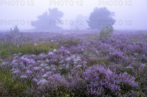 Flowering heather (Calluna vulgaris) with pine trees on a foggy morning in the Ahlhorner Heide,