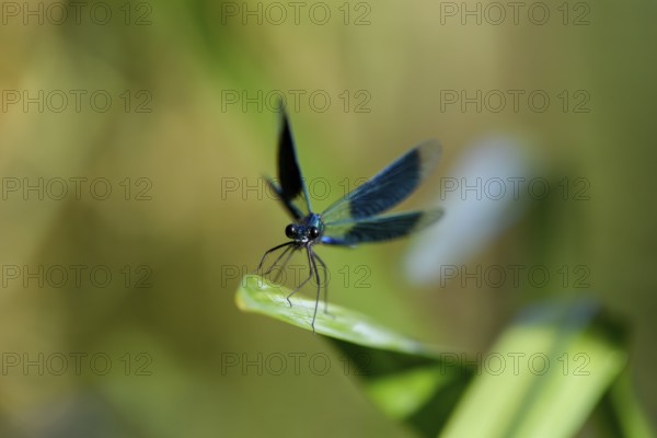 A Banded demoiselle (Calopteryx splendens) sitting on a leaf, iridescent wings glistening in the