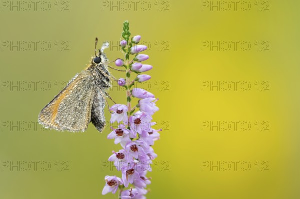 Large skipper (Ochlodes sylvanus) on flowering heather (Calluna vulgaris), Ahlhorn, Lower Saxony,