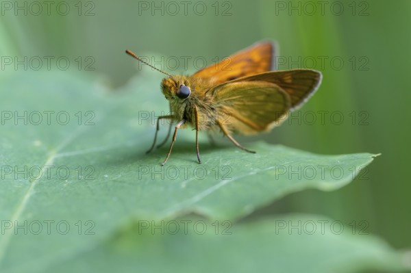 Large skipper (Ochlodes sylvanus), Ahlhorn, Lower Saxony, Germany