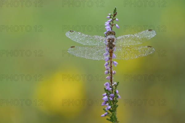 Marsh dragonfly (Sympetrum depressiusculum) in the morning dew on flowering heather (Calluna