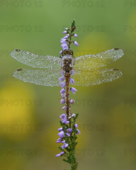 Marsh dragonfly (Sympetrum depressiusculum) in the morning dew on flowering heather (Calluna