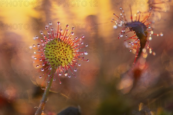Sundew (Drosera intermedia) with tentacles in the Goldenstedt moor, Goldenstedt, Lower Saxony,